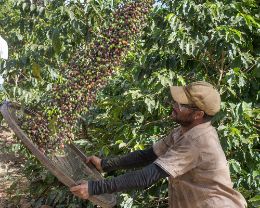 Fair trade Coffees